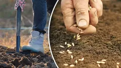 Sato ei petä: puutarhuri paljasti parhaan ajankohdan porkkanan syyskylvöön