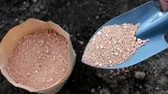 Puutarhureiden vinkit: Tämä luonnollinen jauhe poistaa tuholaiset ja tekee maasta täydellisen kasveille