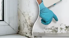 Homeet pois lopullisesti: yksi luonnollinen keino tekee ihmeitä ilman kemikaaleja