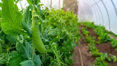 Marraskuun kylvö, joka yllättää runsaalla sadolla keväällä: mitä istuttaa kasvihuoneeseen myöhään syksyllä?