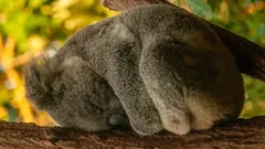 Lepoennätyksen haltijat: 5 eläintä, jotka nukkuvat pisimpään maailmassa