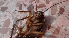 Taistelusi torakoita vastaan on ollut tuloksetonta? Asiantuntijat kertovat, kuinka ne saa helposti pois