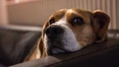 Koiran epämukavuuden merkit: asiantuntijat nimesivät 5 syytä, miksi koirat ovat "loukkaantuneet" meistä