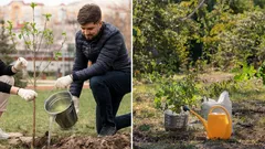 Milloin on paras aika istuttaa puita: asiantuntijat ovat antaneet yksiselitteisen vastauksen