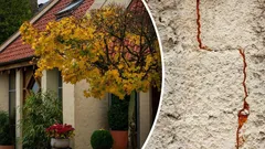 Mitä puuta ei kannata istuttaa talon viereen? Voi vahingoittaa perustuksia