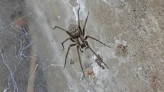 Miksi hämähäkit valitsevat juuri sinun kotisi? Syyt niiden ilmestymiseen ja helpot keinot päästä niistä eroon