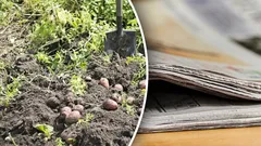 On jo aika varautua: kuinka käyttää vanhoja sanomalehtiä puutarhassa ja pihalla – miksi ne ovat erittäin hyödyllisiä