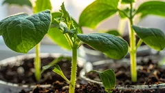 Kylvä nämä vihannekset joulukuussa ja nauti kevätsadosta: 4 kasvia aikaisin kylvettäväksi