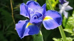 Kasvit, jotka imevät kosteuden pois seinistä – kosteat läiskät katoavat ja sisäilma paranee