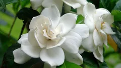 Paras huonekasvi kotiisi: ylellinen tuoksu, joka täyttää koko huoneen, ja helppohoitoinenkin