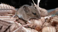 Hiiret pakenevat katsetta taakseen: kotikonsti ilman kemikaaleja, joka karkottaa syksyn jyrsijälauman helposti