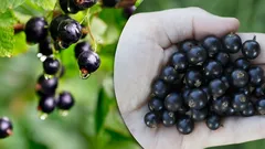 Kaikkien pitäisi tietää tämä: herukoiden hyödyt ja miksi kaikki eivät voi syödä niitä.