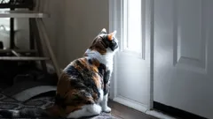 Miten kissasi tietää, milloin palaat kotiin – Kissasi kuudennen aistin tiede