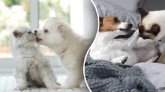 Yleinen harhaluulo vai totta: Vihaavatko koirat ja kissat todella toisiaan?