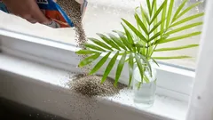 Miksi kissanhiekkaa ripotellaan ikkunalaudalle: tämän niksin tietävät vain harvat