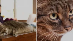 Näin estät kissaa nousemasta pöydälle – zoologin helppo vinkki