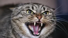 Kissa ei koskaan sopeudu kotiisi: esoteerinen, mystinen selitys