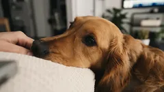 Koiran rakkauden kieli on monimutkaisempi kuin uskot: eleet, jotka kertovat enemmän kuin tuhat sanaa