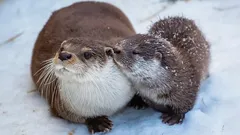 Herkän näköinen ja enkelimäinen katse – vain peite: maailman suloisimman eläimen synkkä puoli