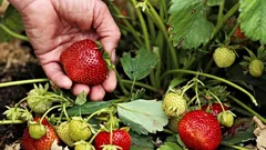 Vihreän peukalon ovela niksi: kylvä tämä ennen mansikoiden istutusta – marjat kasvavat jättimäisiksi