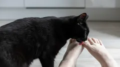 Miksi kissat nuolevat omistajiensa jalkoja? Zoologit selittävät tämän oudon käytöksen syyt