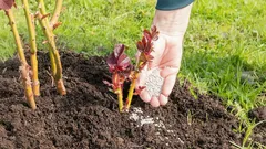 Helppoja askeleita marraskuussa: miten valmistella monivuotiset kasvit oikein talvea varten – agronomien vinkit