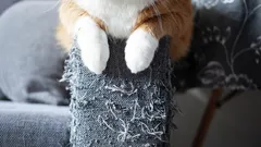 Kissa raapii jatkuvasti huonekaluja? Zoologit selittävät, miten kissan huono tapa voidaan helposti lopettaa