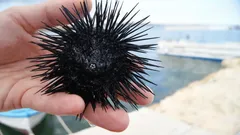 Elämää ilman päätä: Kuinka merisiilit huijasivat luontoa ja evoluutiota