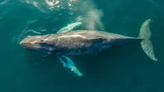 Merieläin, jota kukaan ei ole nähnyt elävänä – harvinainen laji kohtasi ihmiset ensi kertaa