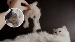 Näin saat kissan karvaamaan vähemmän – yllättävä niksi, jonka harva omistaja tietää