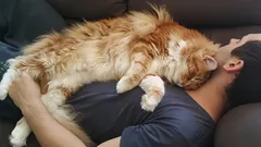 Kissa nukkuu päälläsi ei rakkaudesta – oikea syy yllättää jopa kokeneet omistajat