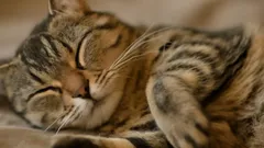 Kissat voivat joutua pulaan: Yleisin virhe lemmikinomistajilta lämmityskaudella