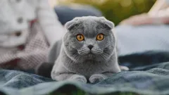 Taikuutta heidän silmissään: 5 kissarotua, joilla on vastustamattoman ilmeikkäät silmät