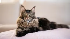 Rakastatko koiria mutta haluat kissan? Nämä neljä rotua ovat sinua varten