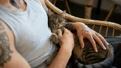 Kissa tulee syliin omasta aloitteestaan – mutta ei hellyyden takia: piilevä syy yllättää