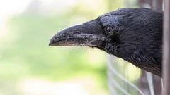 Intuitio kehittyy älykkyydeksi: miten korpit hallitsivat tehtävän, jossa pelkkä muisti ei riittänyt