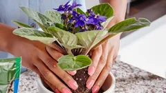 Voiko orvokin uudelleen istuttaa syksyllä: tärkeät vinkit kasvin pelastamiseksi